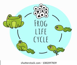 This picture shows the life cycle of a frog from an egg to a frog. metamorphosis vector