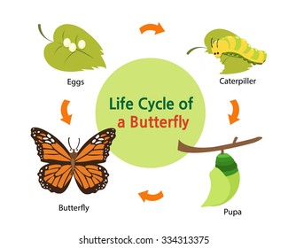 This picture shows the life cycle of a butterfly from an egg to a beautiful butterfly.