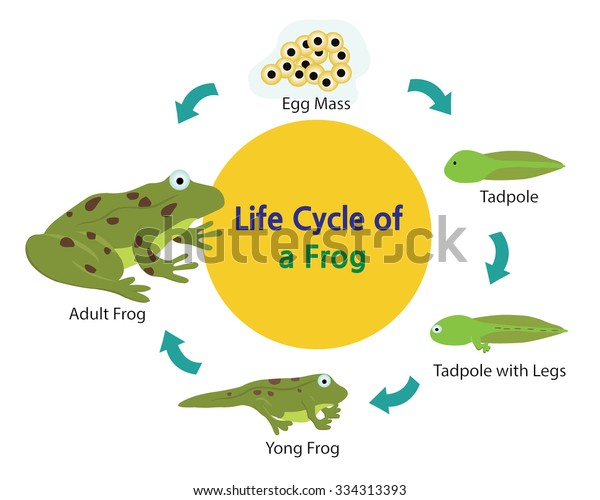 This Picture Shows Life Cycle Frog Stock Vector (Royalty Free ...