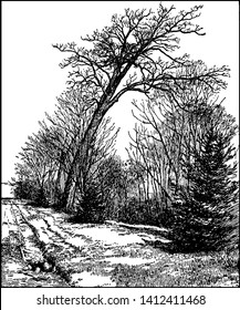 This picture shows many of White Oak trees which is also known as Quercus Alba, vintage line drawing or engraving illustration.