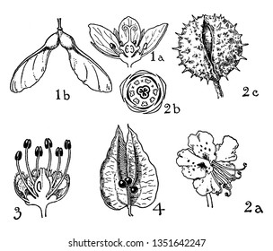 This picture shows the phase of the flower and the type, there are buds and anther, sepal, petal, seed, vintage line drawing or engraving illustration.