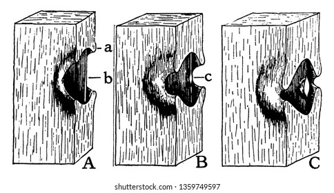 Dieses Bild zeigt den Prozess von Baumpflaster, Border als Wanddichte dick und dann Rand erweitert, Vintage-Linie Zeichnung oder Gravitation Illustration.