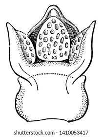 This picture shows a staminate section of flower of Mistletoe plant, vintage line drawing or engraving illustration.