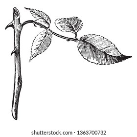 In this picture shows a stems. The stems are thin and rounded. The leaves are attached to stems. The thorn attached to stem. The thorns are very sharp, vintage line drawing or engraving illustration.