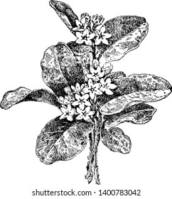 Dieses Bild zeigt Trailing Arbutus Plant. Es heißt auch Laubbäume, Mayflower. Crewpflanze, Epigaea meldet sich aus der Familie der Heiden, mit Leder, ovalen Blättern und terminalen Clustern von Duftrosa