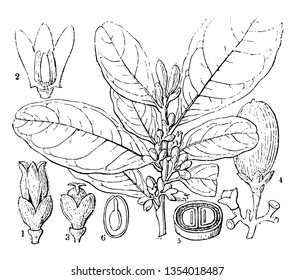 En esta imagen se dan diferentes plantas. Hay flores de hojas de fruta y semilla vintage de línea de dibujo o ilustración de grabado.