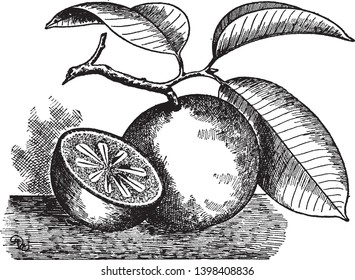 This picture is of star apple. It is type of fruit. This apple shape is rounded and in the interior of the fruit is the star shape. It is sweet fruit, vintage line drawing or engraving illustration.