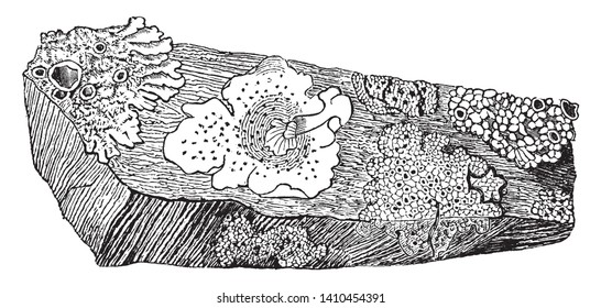 This is a picture of a stone on which various kind of Lichens are growing. They can even grow inside the solid rock, vintage line drawing or engraving illustration.