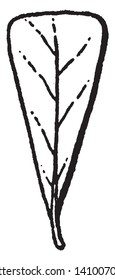 In this picture there is a cuneate leaf. These cuneate leaves are triangular at the base and tapering to a point, vintage line drawing or engraving illustration.