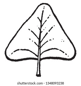In this picture there is a deltoid. This deltoid is triangular like the Greek letter delta and the bottom two corners of this leaf are often rounded off, vintage 