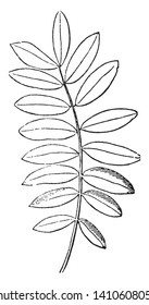 In this picture there are his leaves with the edges of the footstalk. The size of leaf oval, vintage line drawing or engraving illustration.