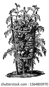 En esta foto hay un tomate entrenado en la cadera. En este caso, la vid de tomate ha sido construida y apoyada por un bastón de bambú, dibujo vintage o ilustración de grabado.