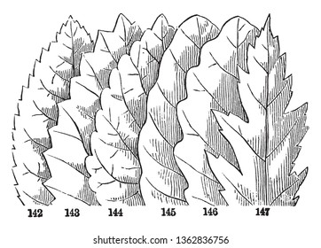 In this picture there is Kinds of margin leaves. From left to right: first is Serrate, second is Dentate, third is Crenate, fourth is Wavy, fifth is Sinuate and last one is Incised, vintage line