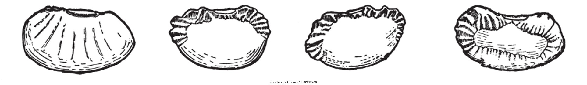 in this picture there are three types of Lima Bean which are small, medium, large in size, vintage line drawing or engraving illustration.