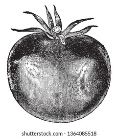 In this picture there is a tomato. This tomato is completely prepared and its colour is red, vintage line drawing or engraving illustration.