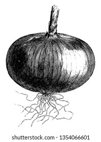 In this picture there is a 'Yellow Danvers Onion'. This onion has medium sized, almost perfectly round and yellow skin, vintage line drawing or engraving illustration.