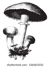 In this picture, the three mashruams are connected to each other. The cap is big and thick. The stem is long and thin. roots are dense and short, vintage line drawing or engraving illustration.