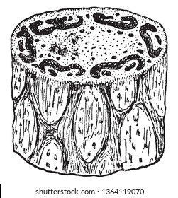 In this picture is the trunk. which a section of the tree fern, vintage line drawing or engraving illustration.