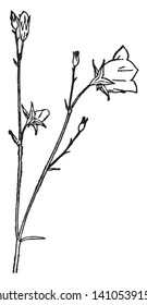 This is a picture of type of flower of Campanula. Its flowers are bell shaped and pale blue in color. There are flower bud are at a top of stalk, vintage line drawing or engraving illustration.