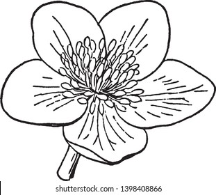 This picture is a type of marigold flower also called as Caltha Palustris, vintage line drawing or engraving illustration.