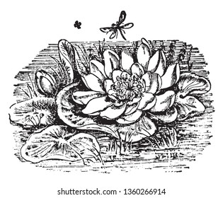 This is a picture of water Lily and it is found in ponds and lake. This flower has a fragrance and its leaves are float on water, vintage line drawing or engraving illustration.