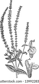 In this picture we can see Salvia Nemorosa plant which is very attractive & very easy to grow, vintage line drawing or engraving illustration.