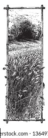 This picture is of wheat fields where many wheat crops are seen in picture, vintage line drawing or engraving illustration.