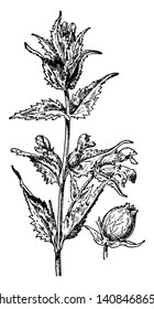 This picture yellow Rattle. The flower is small and yellow, vintage line drawing or engraving illustration.