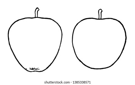 In this Pictured are the conical left side and ovoid right side forms of the apple, vintage line drawing or engraving illustration.