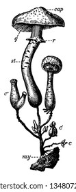 This picturers showing a honey fungus. This is a type of mushroom. The upper cap is broad and stam is thick and round, vintage line drawing or engraving illustration.