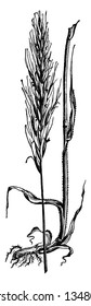 This pictures is a downy oat grass, blades are long pointed and both side is Thorny, stems is long and thin, root small and short, vintage line drawing or engraving illustration.