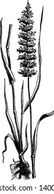 This pictures showing a crested dog tail it grass types, blades are long and sharp pointed, stems long thin, vintage line drawing or engraving illustration.