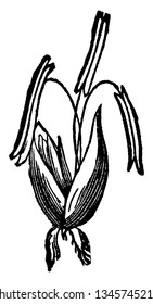 This pictures showing flower of June grass, petals is small and pointed, It looks like a peak, anther grow upside, vintage line drawing or engraving illustration.