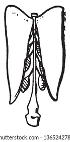 This pictures showing a rip fruit. This is full grow fruit, vintage line drawing or engraving illustration.