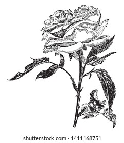 This pictures showing a rose flower. The stems are thin and rounded. The petals are small and round, this flower is dense, vintage line drawing or engraving illustration.