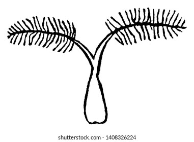 This pictures of spiked wood grass, it look like tree, branches are thin and short, vintage line drawing or engraving illustration.