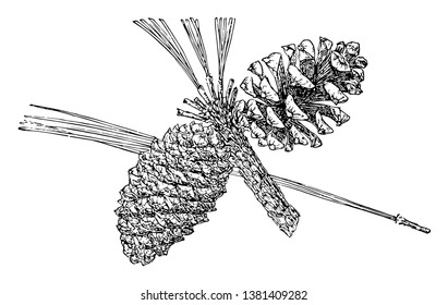 This is the Pine Cone of Arizona Pine. This tree is also known as Pinus Arizonica. This taxon is found in the Sierra Madre Occidental pine-oak forests, vintage line drawing or engraving illustration.