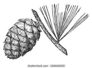 This is the Pine Cone of Whitebark Pine having broad needle like fibers. Its fruits like pineapple.It's branch is narrow. Small, egg-shaped cones often with a prickle at the end of each scale, vintage