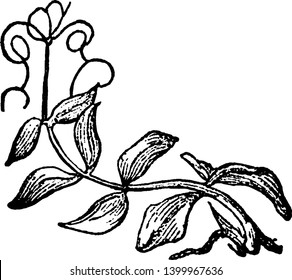 This is a pinnate leaf. This leaf is a compound leaf that attaches to the stem and is divided into smaller leaflets and this is a feather-like leaf, vintage line drawing or engraving illustration.