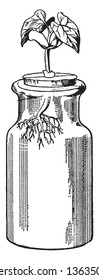 Esta es una planta de frijol y la planta se clasifica en un frasco, dibujo de línea vintage o ilustración de grabado.