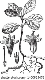 Esta planta se ha utilizado desde la antigüedad especialmente como fuente de un medicamento para tratar la intoxicación induciendo náuseas y vómitos. El nombre también se refiere al fármaco en sí, dibujo de líneas antiguas