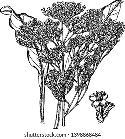This is plant of Limonium Vulgare. Each branch bears two or three flowers. The spikes are spreading and often curved backwards, vintage line drawing or engraving illustration.