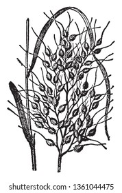 This is Plant of rice and it type of Grassr Rice is in the Crust and this Armour is very Large at the end of the Stump, vintage line drawing or engraving illustration.