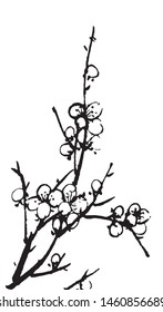 This is Plum blossom vector