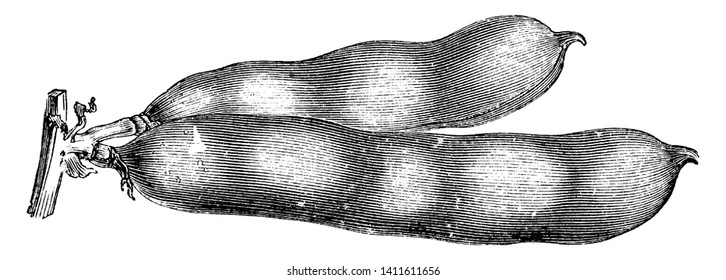 Este es el Pods of Broad Bean. Tiene una estructura de guisantes. 2 Grano de pea conectado a su tallo. Se utiliza principalmente para cocinar. El arce es pequeño, esférico y verde en color, dibujo de líneas vintage