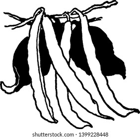 This is Pods of Green Beans. The leaves are pinnate, divided into 3 leaflets. This size is thin and lengthy, vintage line drawing or engraving illustration.