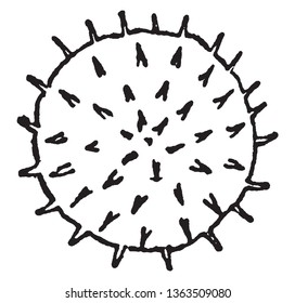 This pollen is round shape, and it has usually peak on it, pollen is made up of tiny particles and weeds create pollen, vintage line drawing or engraving illustration.