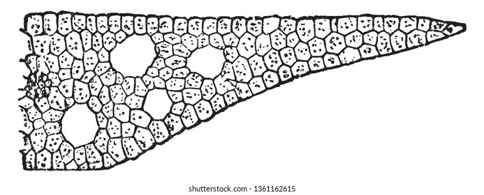 This is Pondweed Leaf. Whereas most moss leaves consist of a single plate of cells, tissues are broad connected, the leaves of Polytrichum are thicker and have differentiated photosynthetic tissue