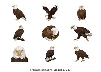 This professional set showcases nine distinct illustrations of bald eagles in various natural poses including flying perched standing and close up portraits These high quality artistic renderings highlight the intricate feathers and powerful gaze of birds
