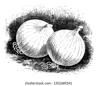 This is Queen Onions which grow under the ground. The roots are present at upper part & below that basal plate is present. This is deep layers of Petals or scales & white bud are present at centre